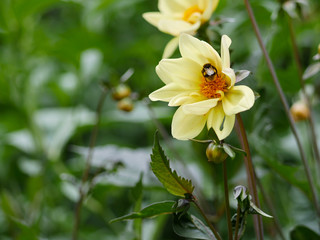 Bumble Bee collecting pollen from bright yellow dahlia flower in summer. Close up with pollen grains.