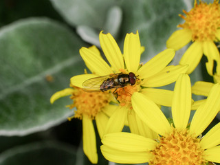 Syrphidae Hoverfly insect with yellow and black body on a yellow daisy flower, close up
