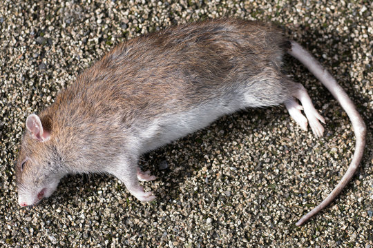 Dead Brown Rat / Rattus norvegicus lying on asphalt in a city street. Close up of body.