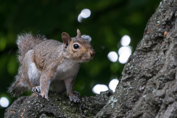Fototapeta premium A cute furry grey squirrel sits on a tree branch looking curious.