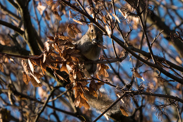 Grey squirrel in a tree in winter, eating seeds among the bare branches.