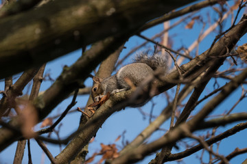 A cute fluffy grey squirrel in a tree in winter, eating seeds sitting among the bare branches.
