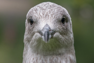 Herring Gull Seagull portrait head and face with sharp focus on eyes straight on