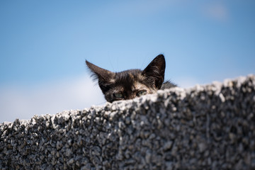 A shy tortoiseshell kitten peeks out from behind a wall with only his eyes and ears visible.
