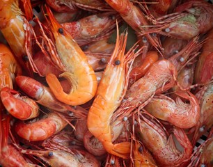 Shrimp close-up