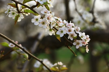 Pear flower blooming