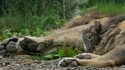 Adult male lion paws and underbelly, lying down in the sun, resting.