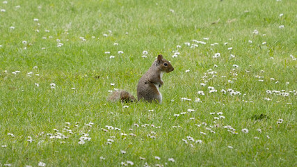 A cute grey squirrel sits in the middle of the grass surrounded by daisies