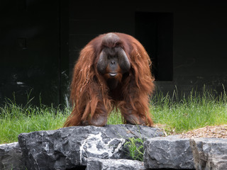 Large male Bornean Orangutan with cheek pouches standing on all fours on rocks.