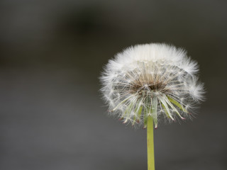Dandelion head with visible seeds, shallow focus with bokeh background