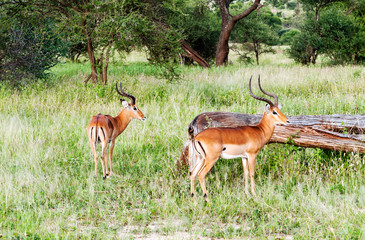 Gazelles in the prairies with acacias from Kenya on a cloudy day
