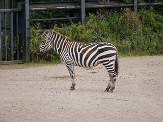 Fototapeta na wymiar Plains Zebra / Equus quagga standing in zoo with metal fence behind