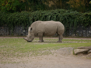 Southern White Rhinoceros / Ceratotherium simum simum grazing on grass.