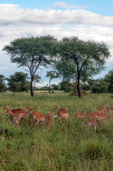 Gazelles in the prairies with acacias from Kenya on a cloudy day