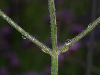 Close up / Macro flower stem with water droplets after a rain shower.
