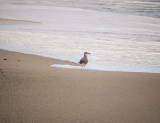 Single seagull / herring gull at the shoreline on a beach in northern Portugal in the winter.
