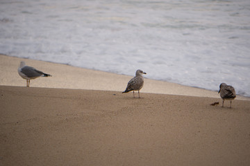 Three seagulls / Herring gulls on a sandy beach with ocean in background on a winter day in Portugal