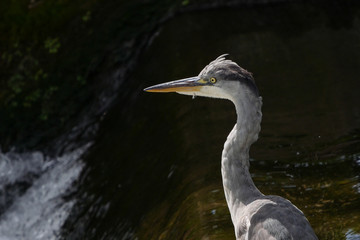 Grey Heron / Ardea cinerea portrait, face and head, standing in a river by a weir.