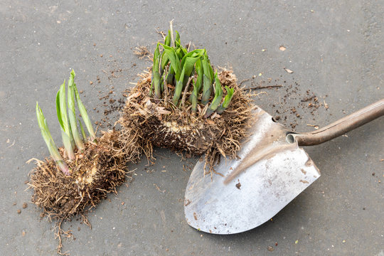 Hostas Divided With A Shovel