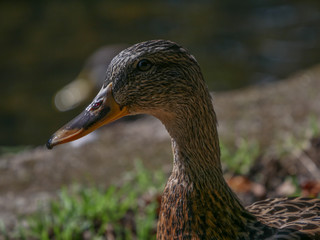 Head and shoulders shot of a brown female duck standing by the river bank with sharp focus on eye and face.