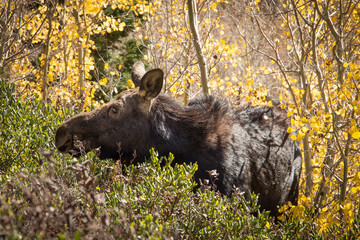 Female Moose in Yellow Autumn Forest