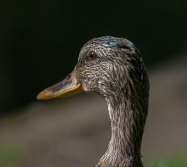 Head shot of a brown female mallard duck standing by the river bank looking into the water with sharp focus on eye