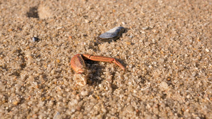 Crab leg with a mussel shell lying on a sandy beach