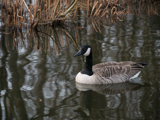 Canada goose swimming on a lake in the spring with reflections in the water and reeds in the background.