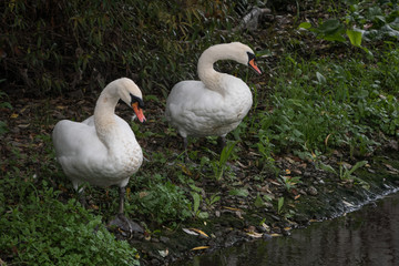 A pair of swans stand by each other on the river bank in autumn, surrounded by green foliage 