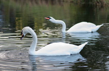 A pair of graceful white mute swans on the lake. Shallow depth of field.