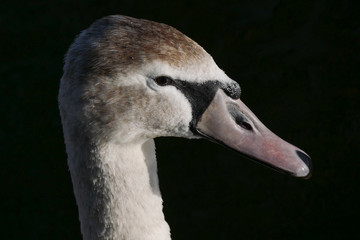 Head shot of a young juvenile swan with eye in sharp focus and a dark background.