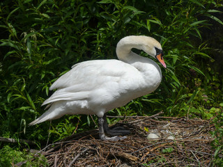 Female mute swan portrait standing over nest containing swan eggs