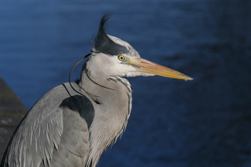 Adult Grey Heron head and shoulder portrait looking out over dark blue water with sharp focus on eye. Wind has blown up the head feathers making his plumage stick up.