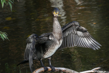 Black Cormorant portrait with wings spread, drying in the sun
