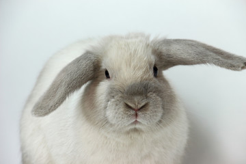 White Rabbit on White background