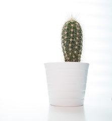 Green Cactus plant in a white pot with a white background.