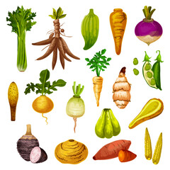 Exotic root vegetables and veggies, vector - obrazy, fototapety, plakaty