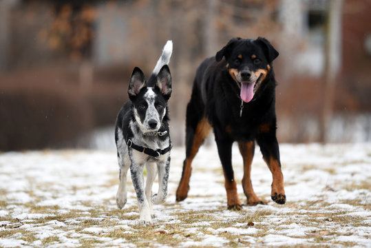 Border Collie Blue Heeler Cross With Rottweiler At The Park