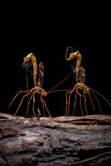 Two Giant Ichneumon Wasps drilling into solid wood to deliver their eggs to host grubs (isolated on black).  - 234592701