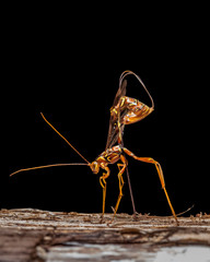 A Giant Ichneumon Wasp drilling into solid wood to deliver its eggs to a host grub (isolated on black).  - 234592704