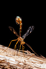 A Giant Ichneumon Wasp drilling into solid wood to deliver its eggs to a host grub (isolated on black). - 234592710