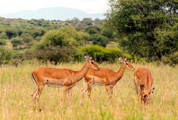 Naklejka na ściany i meble Impalas on prairies with acacias from Kenya on a cloudy day