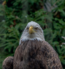 Iconic Plumage on an American Bald Eagle Perched in a Tree