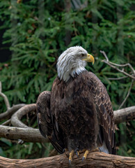 Iconic Plumage on an American Bald Eagle Perched in a Tree