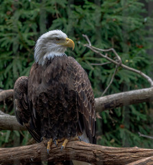 Iconic Plumage on an American Bald Eagle Perched in a Tree