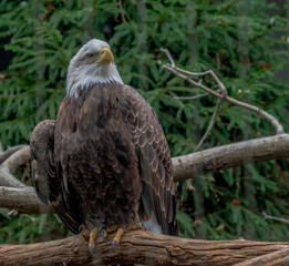 Iconic Plumage on an American Bald Eagle Perched in a Tree