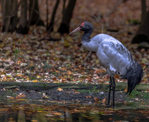 Naklejka premium Grey, White, and Black Plumage on a Black Nape Crane Foraging in a Pond