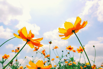orange flowers blooming on blue sky background, low angle view