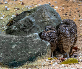 Earth Toned Plumage on Burrowing Owls Near their Burrow