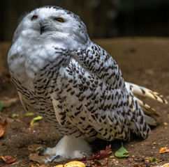 White and Black Plumage on a Female  Snowy Owl on the Ground